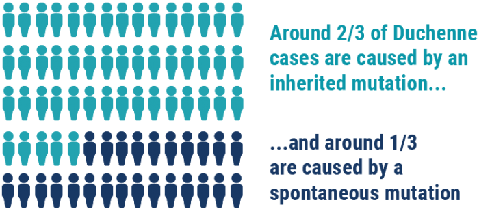 Duchenne Muscular Dystrophy Causes And Inheritance