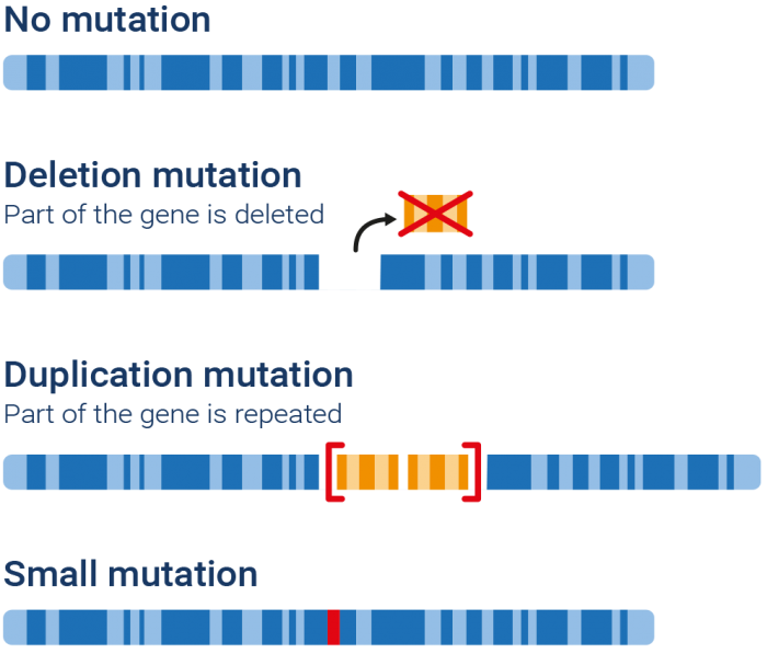 Diagram: how mutations appear in genes